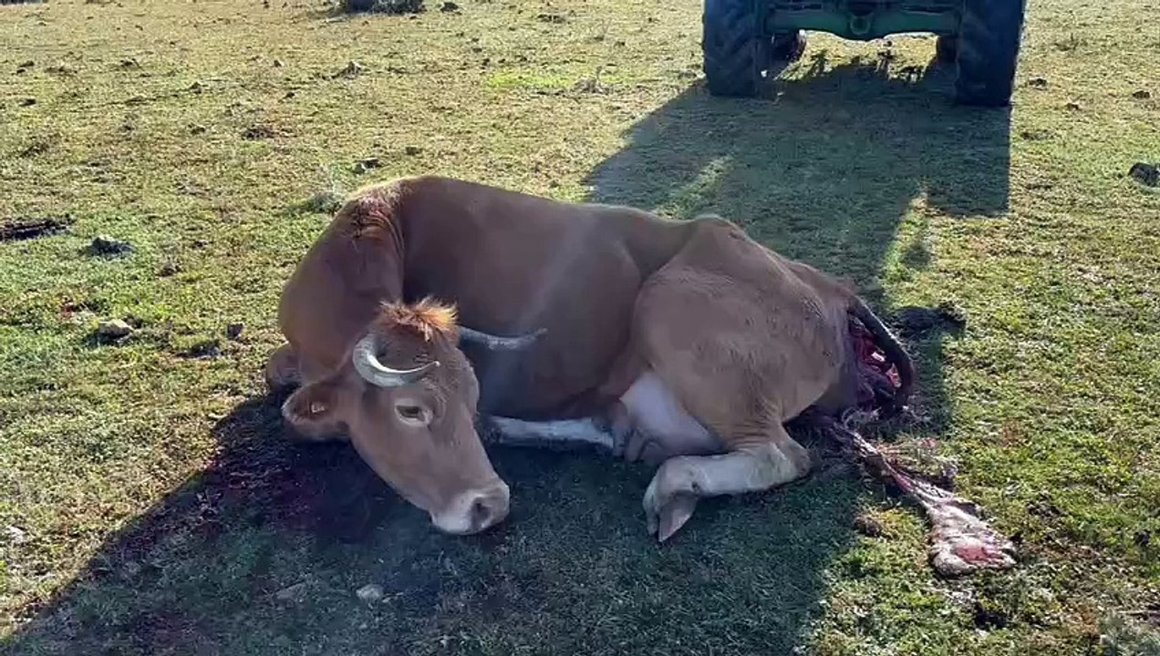 Ataque al ganado vacuno del presidente de la Agrupación de Ganaderos de la Sierra Norte de Guadalajara
