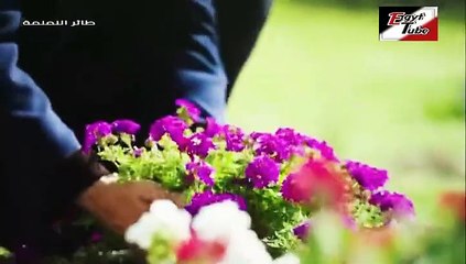 مسلسل طائر النمنمة - الحلقة 75 - تركى مدبلج