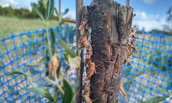 Una plaga de millones de saltamontes devora los viñedos de Valencia