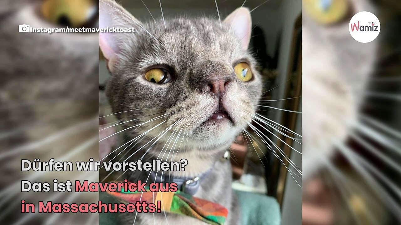 Spektakulär: Kater mit seltener Gen-Mutation auf die Welt gekommen!