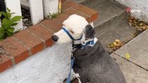 Hond staart naar blauwe doos en weigert verder te lopen: de reden erachter raakt 6 miljoen mensen (video)