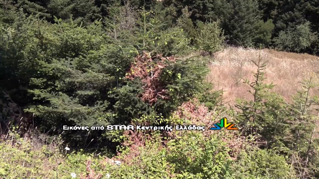 Μεγάλος κίνδυνος πυρκαγιάς στο Κουμαρίτσι του δήμου Λαμιέων