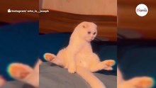 De ogen van deze Scottish Fold kat lijken wel van een andere planeet te komen!