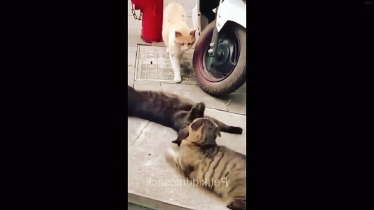 Cat and dog funny video