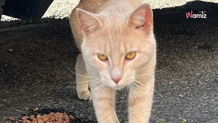 Un adorable chat se retrouve dans la rue : grâce à des bénévoles, une nouvelle vie s’offre à lui