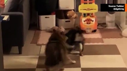 Video kahdesta synkronoidusta koirasta leviää ja hurmaa netinkäyttäjät