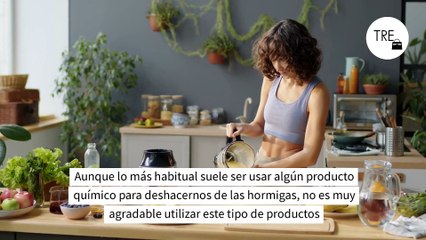 El truco del café para acabar con las hormigas en casa que es fácil, rápido y sin pesticidas
