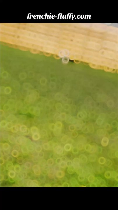 Magnifique bouledogue français qui s’amusent dans le jardin