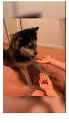 Animal kids Funny video kids enjoying