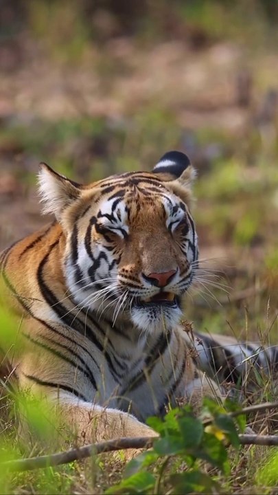 Tigers rest on his home in forest