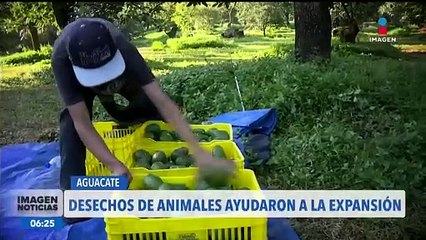 Aguacate: Los inicios de su exportación a nivel mundial