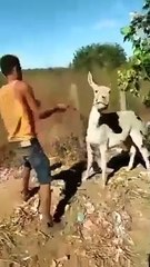 Video: ¡Tomó las riendas! Cansado de ser golpeado un burro muerde y arrastra a su dueño