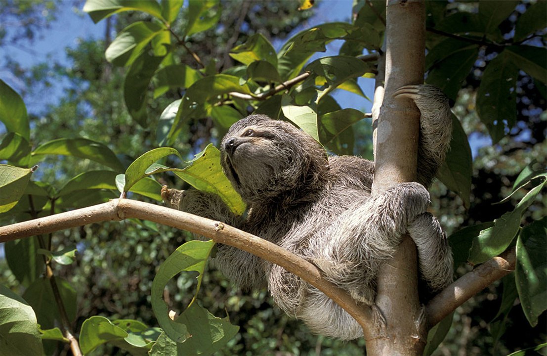 Fears grow about brain-attacking virus that is carried by sloths ...