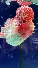 Cá la hán có đầu to và cái bụng to khủng khiếp