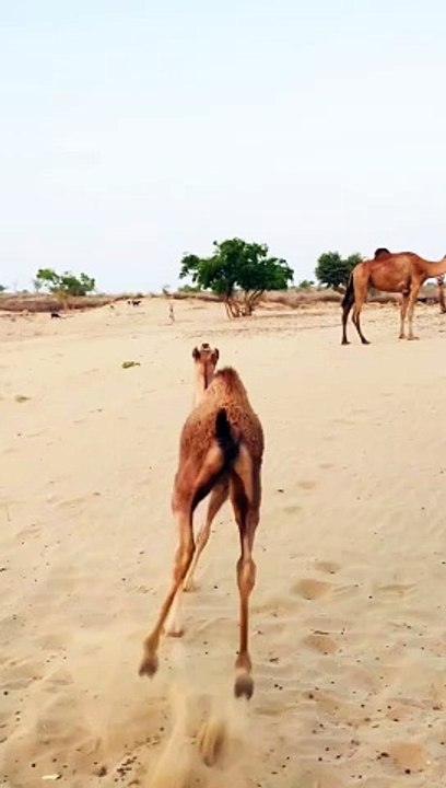 Crazy baby Camel