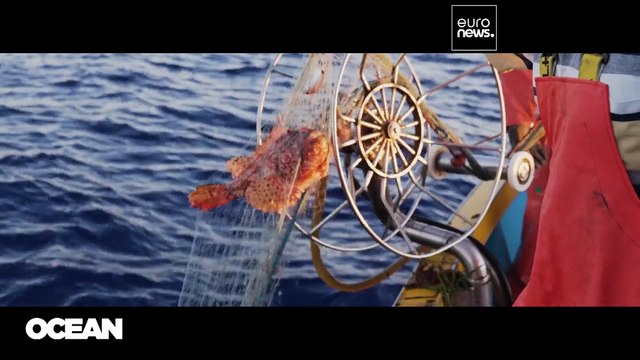 От рыбака до Брюсселя: ученые, наблюдающие за промыслом, связывают море и большую политику