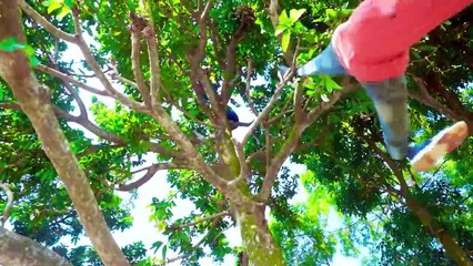 Shaktiman And Monkey Special Trending Funny Comedy Video 2024Amazing Comedy Video 2024