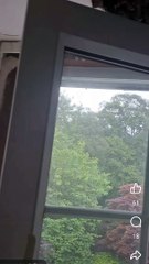 150,000 bees living in Inverness house