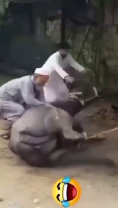 Special funny videos 2024