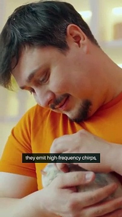 Rats laugh when tickled, but it's inaudible to humans