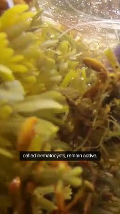 A jellyfish can sting you even after it's dead