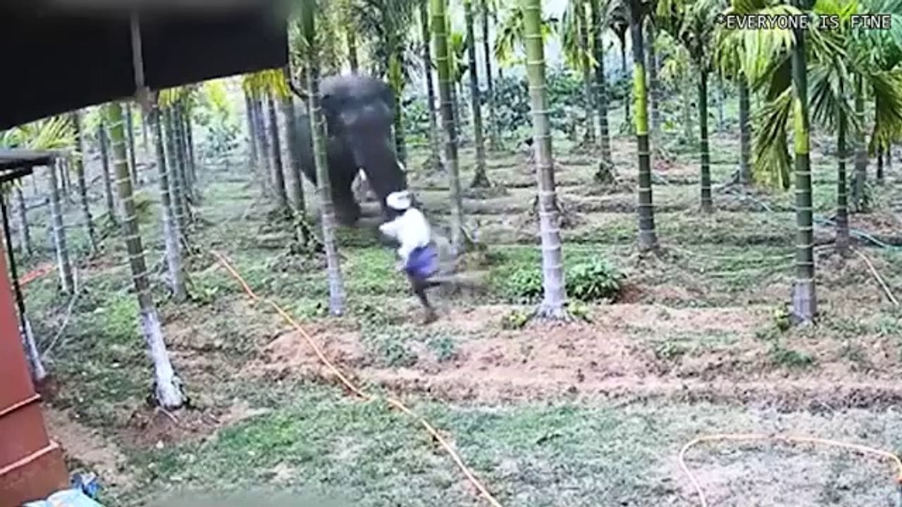 When Animals Go On A Rampage And Got Caught On Camera !
