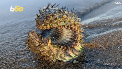 What In the World Did This Man in Scotland Find?
