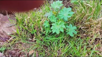 Moradores relatam água parada e lixo embaixo de ponte no Santo Onofre