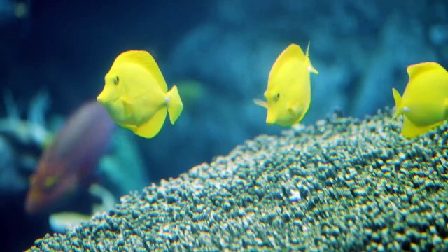 This is the Reason Behind Why Coral Reef Fish Are So Colorful!