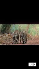 Tigers are walking, Wildlife, Fun & Fails