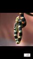 Black Snakes, Wildlife, Fun & Fails