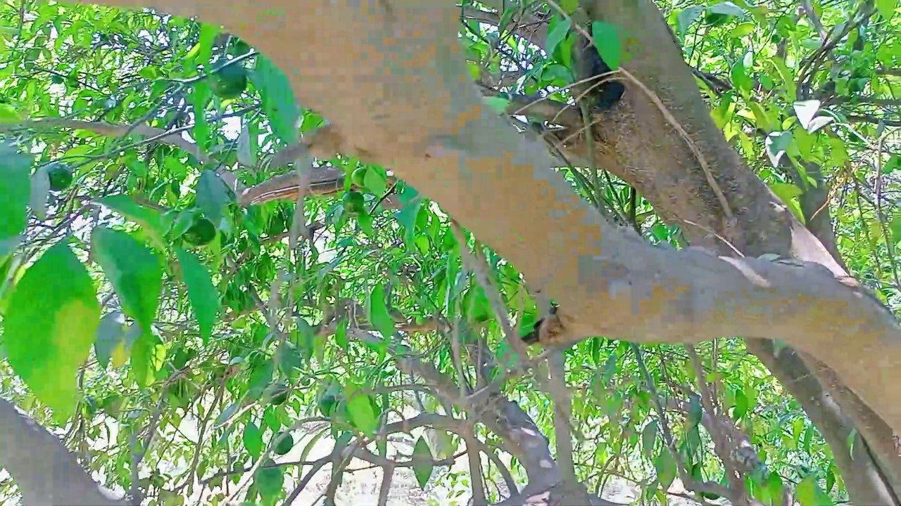 Orange growth