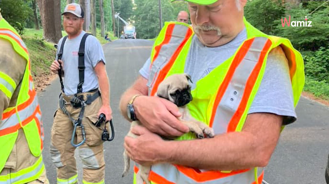 Aux États-Unis, 14 chiots sont sauvés d’un accident de voiture