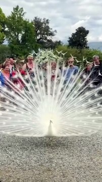 Cute peacock | pets | pet | animal |bird