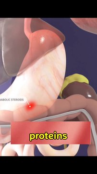 What happens when steroids enter the body क्या होता है जब स्टेरॉयड शरीर में प्रवेश करता है স্টেরয়েড শরীরে প্রবেশ করলে কি হয় ماذا يحدث عندما تدخل المنشطات الجسم