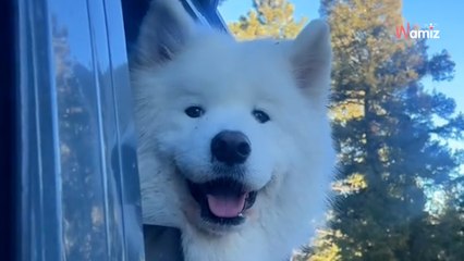 Este perro deja una gran ciudad por la montaña: sus dueños graban su primera reacción (Vídeo)