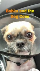 Shih Tzu & the Cone of Shame