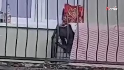 Woman spots a cage on a balcony: its contents are horrifying