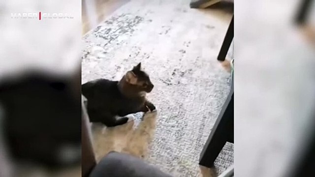 Yemek görünce kendinden geçen kedinin hareketleri izlenme rekoru kırdı: Ayağa böyle kalktı