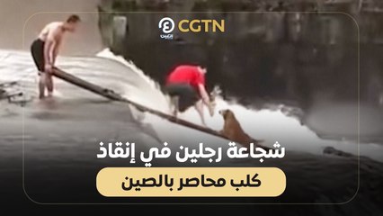 شجاعة رجلين في إنقاذ كلب محاصر بالصين