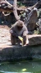 Monkey Lost Banana