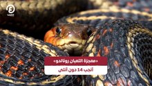 «معجزة الثعبان رونالدو» أنجب 14 بدون أنثى