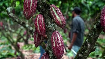 El cacao cotiza como "oro" en Ecuador y atrae al crimen organizado