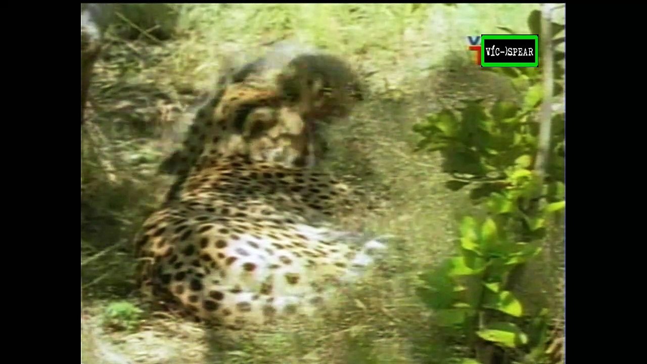 Bebes de la Naturaleza: Leones y Chitas - Documental (1997) Español Latino *Pepe Lavat