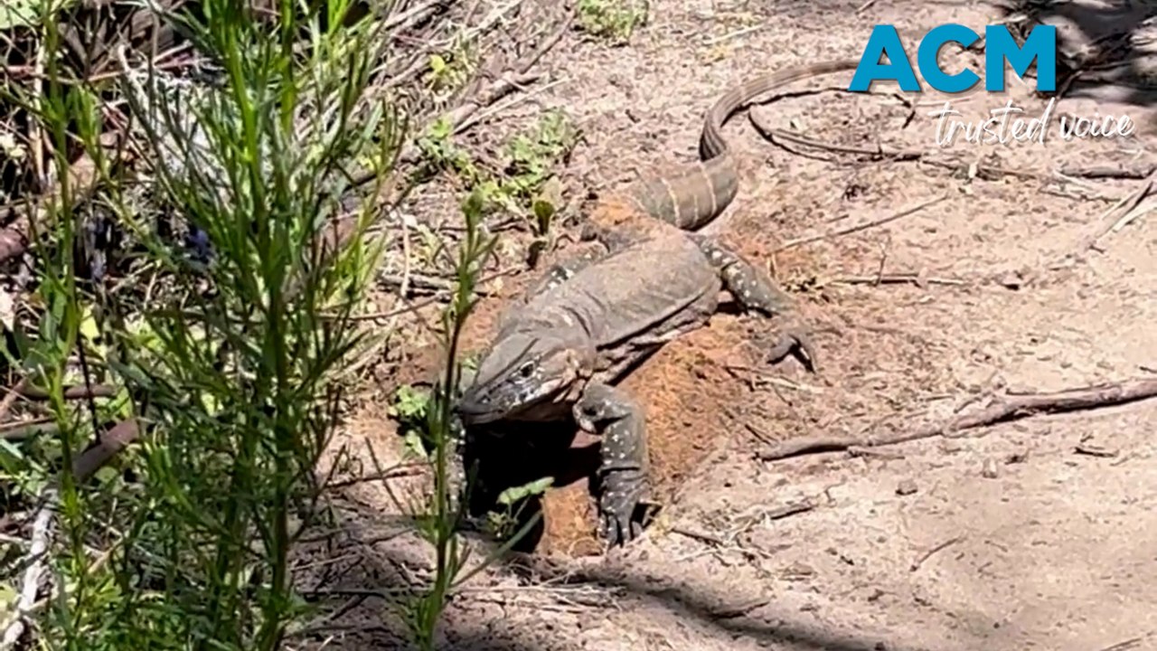 Maggot-munching goannas help sheep with fly strike
