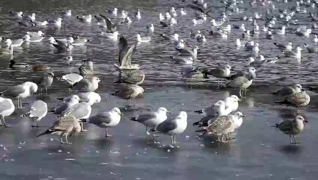 The Great Black-Backed Gull: Close Up HD Footage (Larus marinus)