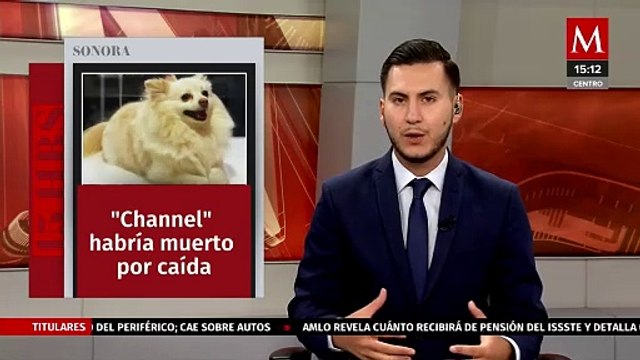Investigaciones confirman muerte por caída de la perrita Channel en una veterinaria de Sonora