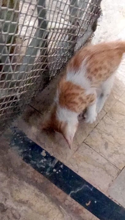 plying with ball