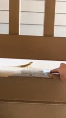 Woman Pours Water in Lid and Offers it to Little Lizard