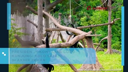 Presiden Jokowi Ajak Cucu Kunjungi Solo Safari di Akhir Pekan